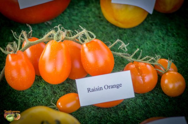 raisin orange
