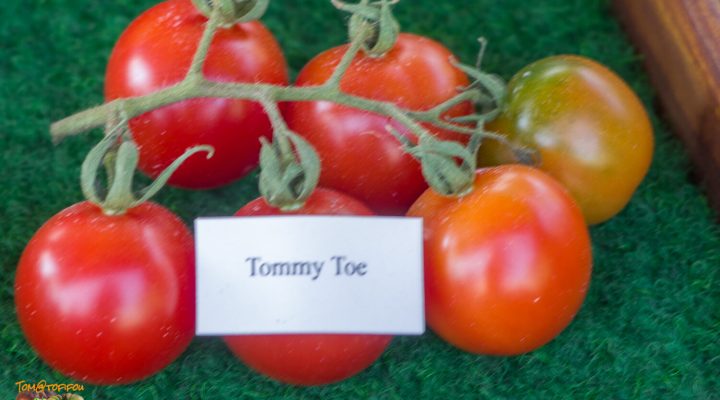 tommy toes
