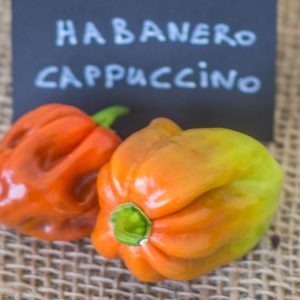 habanero cappuccino piment 11 septembre 2016