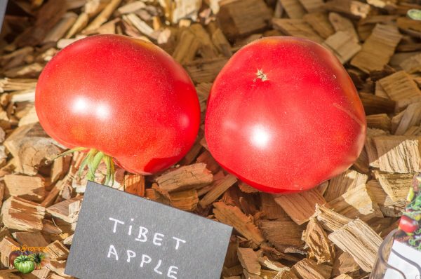 tibet apple