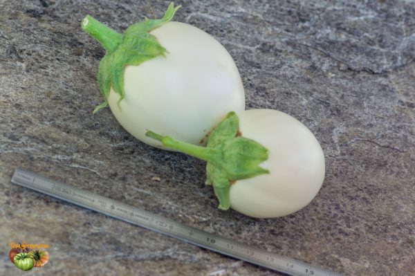 japanese white eggs 23 août 2019