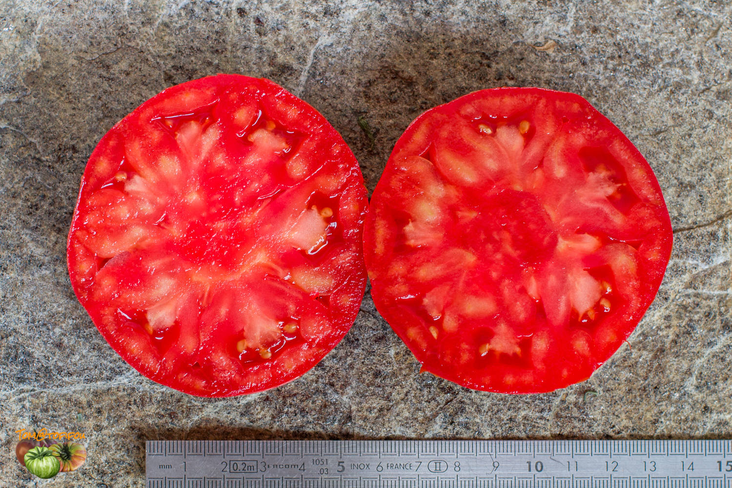 tomate de vers 01 août 2021 5