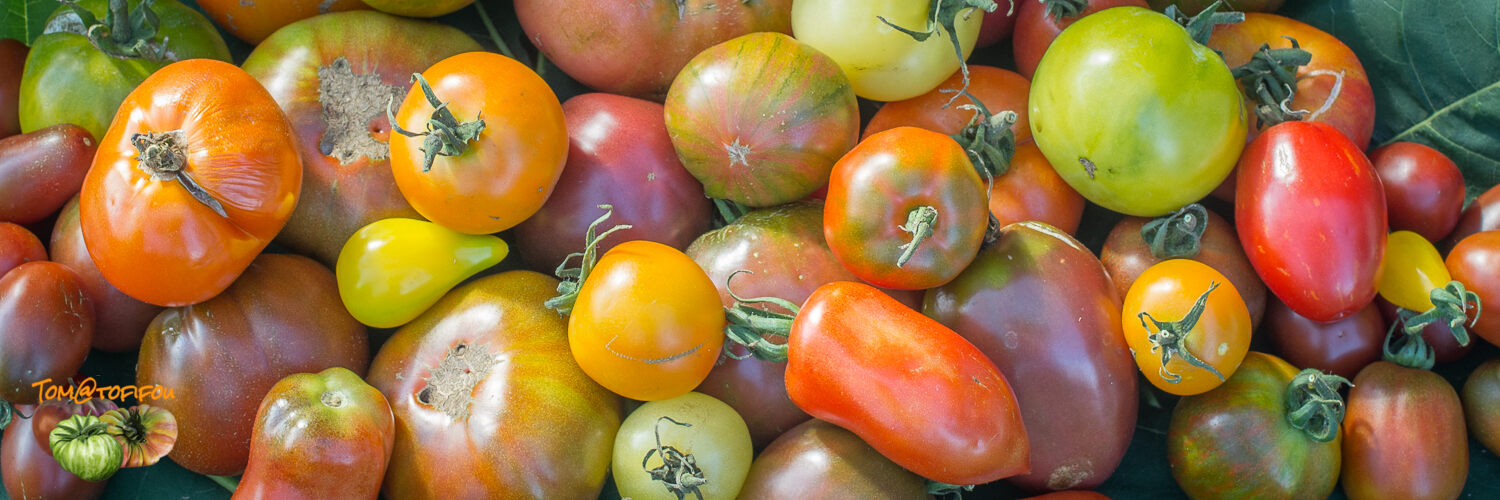 tomates divers07 septembre 2014 2