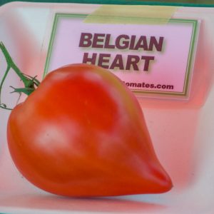 belgian heart