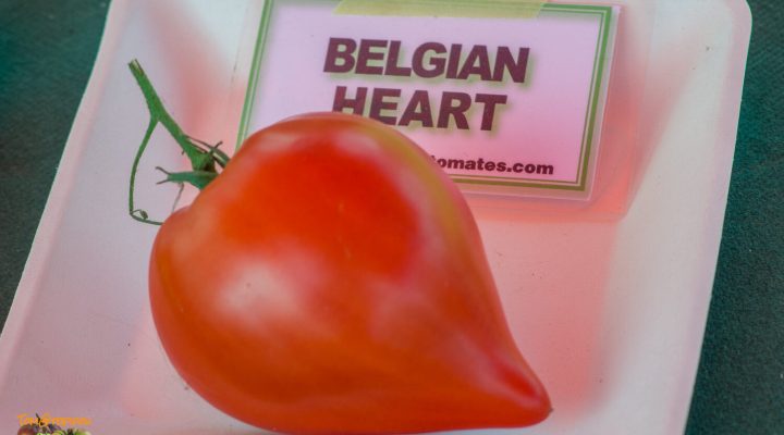 belgian heart
