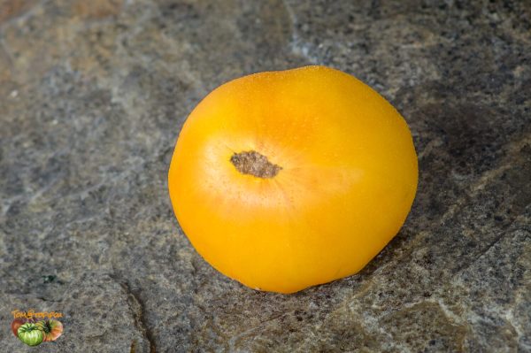 big orange bicolor sse 194