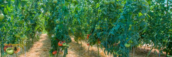 Influence of Temperature on Tomato Cultivation