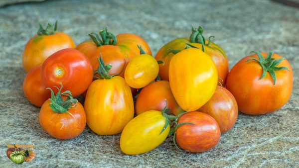 tomates 30 juin 2018