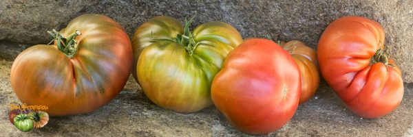 Dwarf Tomato Project: Répertoire des Variétés