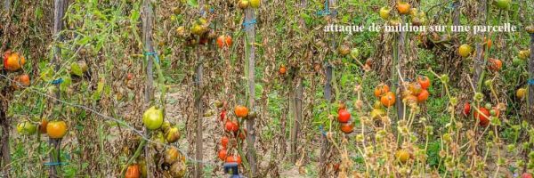 Diseases and pests of Tomato