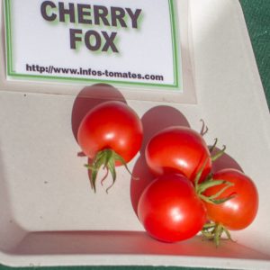cherry fox