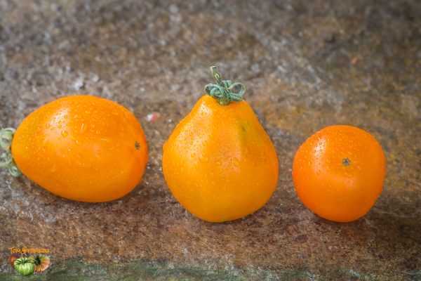 jaapani trÜffel oranzikas