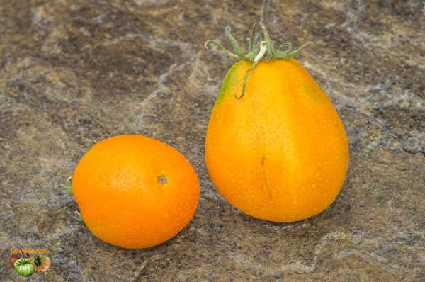 jaapani trÜffel oranzikas