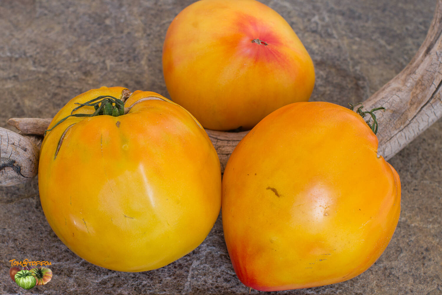 Midnight Sun Tomato - Artisan Seeds