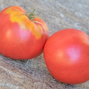 syzranskaya rozovaya pomidora