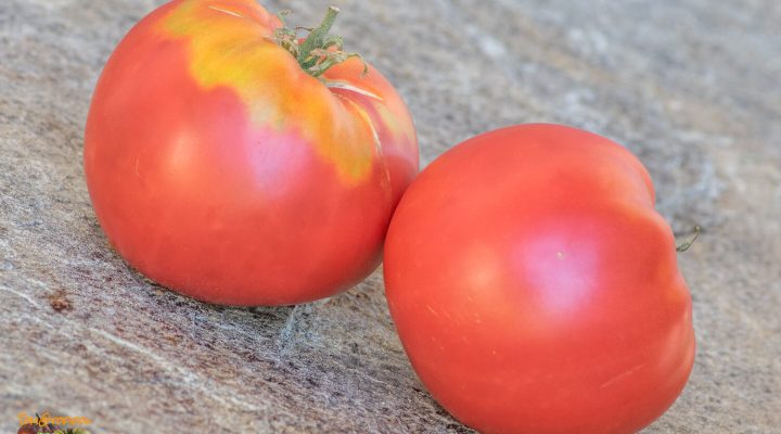 syzranskaya rozovaya pomidora