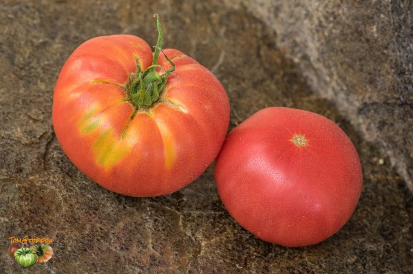 pomidory malinowe 05 aout 2017