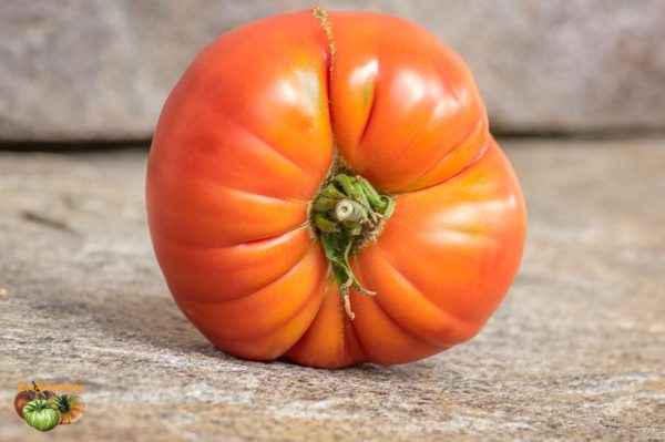 pomidory malinowe 18 octobre 2017 3