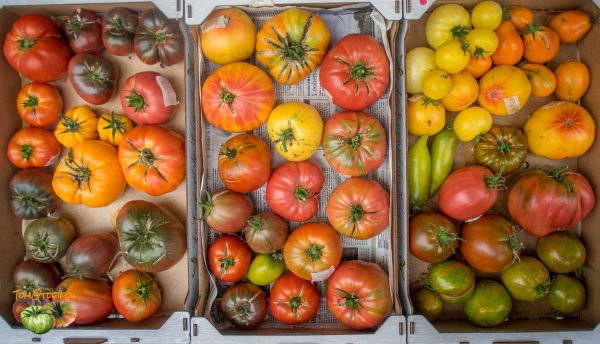 recolte tomates 01 octobre 2017 3