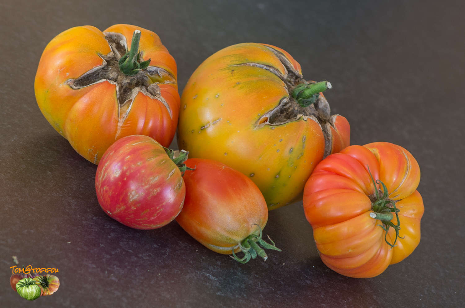 tomate fin saison 11 octobre 2016 2 3 3