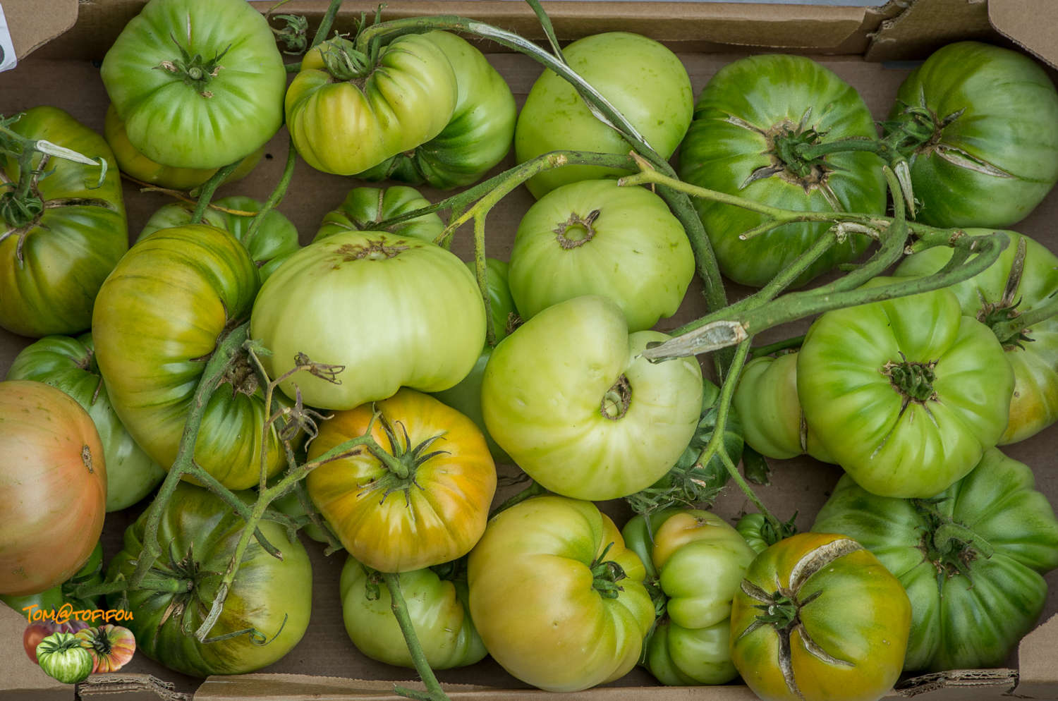 tomates fin saison 16 octobre 2016 2