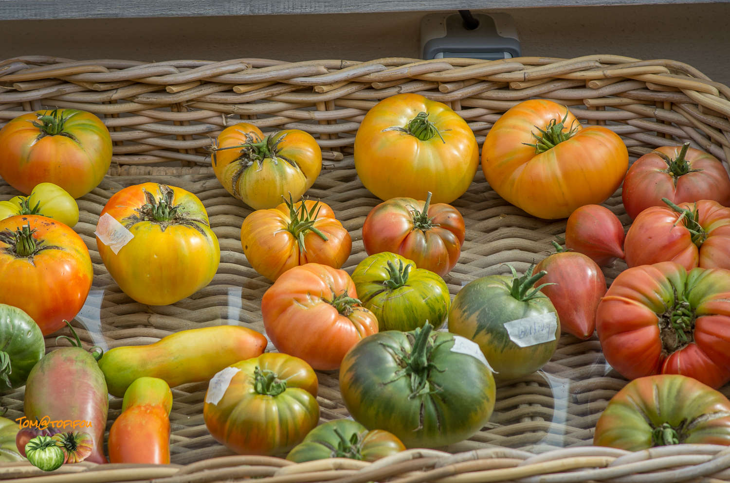tomates fin saison 16 octobre 2016