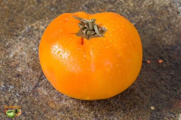 woodle orange