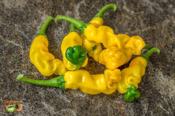 yellow peter pepper 24 aout 2017 2